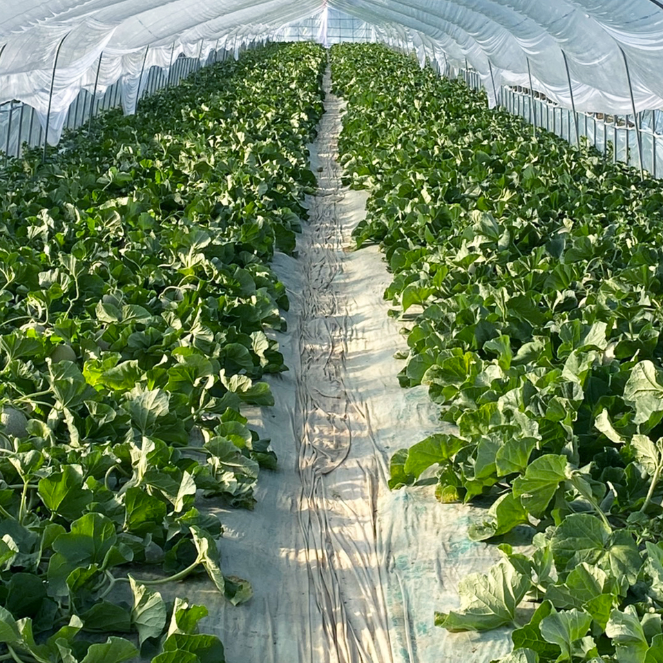 運営サイトEZOうま.comのイメージ