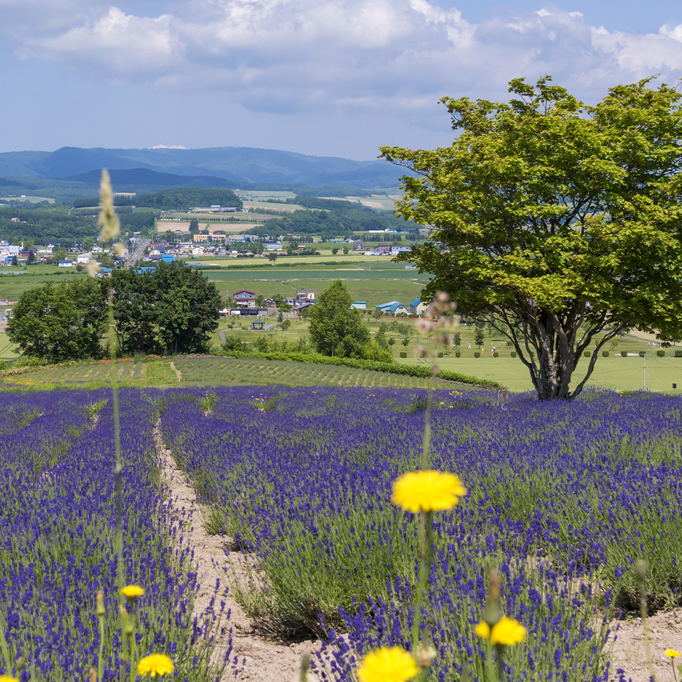 富良野ゲストハウスのイメージ