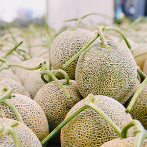 エゾウマドットコムのイメージ