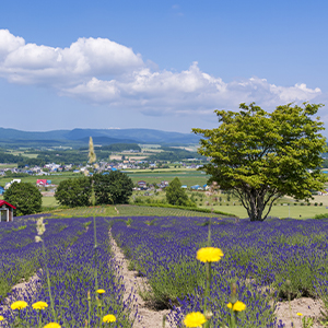 ゲストハウスイメージ